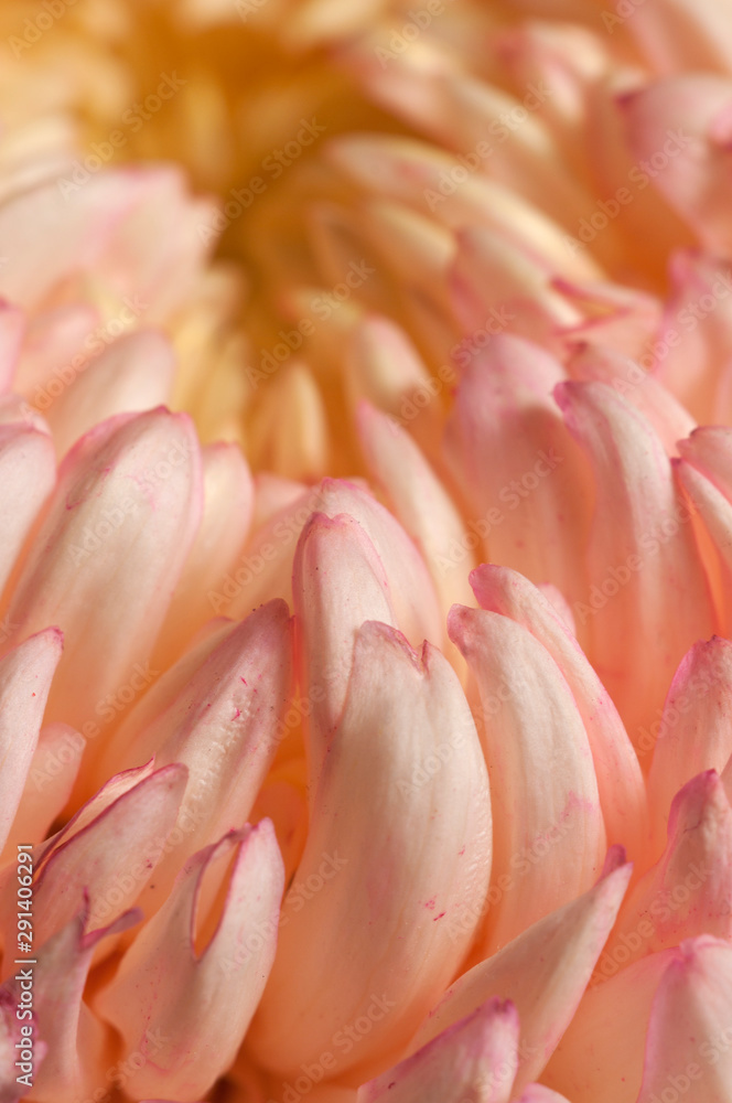 Chrysanthemum flower, close up