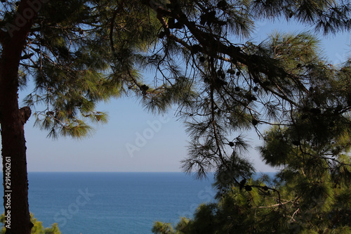 Copy space. Landscape as a background  the lumen of the sky and the sea through the fir branches