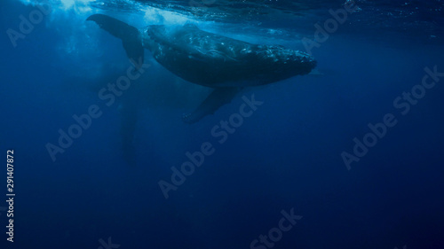Humpback Whale calf and cow in Tonga
