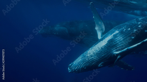 Humpback Whale calf and cow in Tonga © Janos