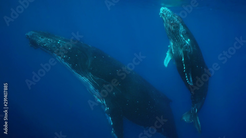 Humpback Whale calf and cow in Tonga © Janos