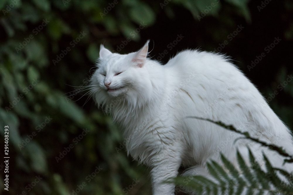 white cat on a stone in the garden white cat on a stone in the garden