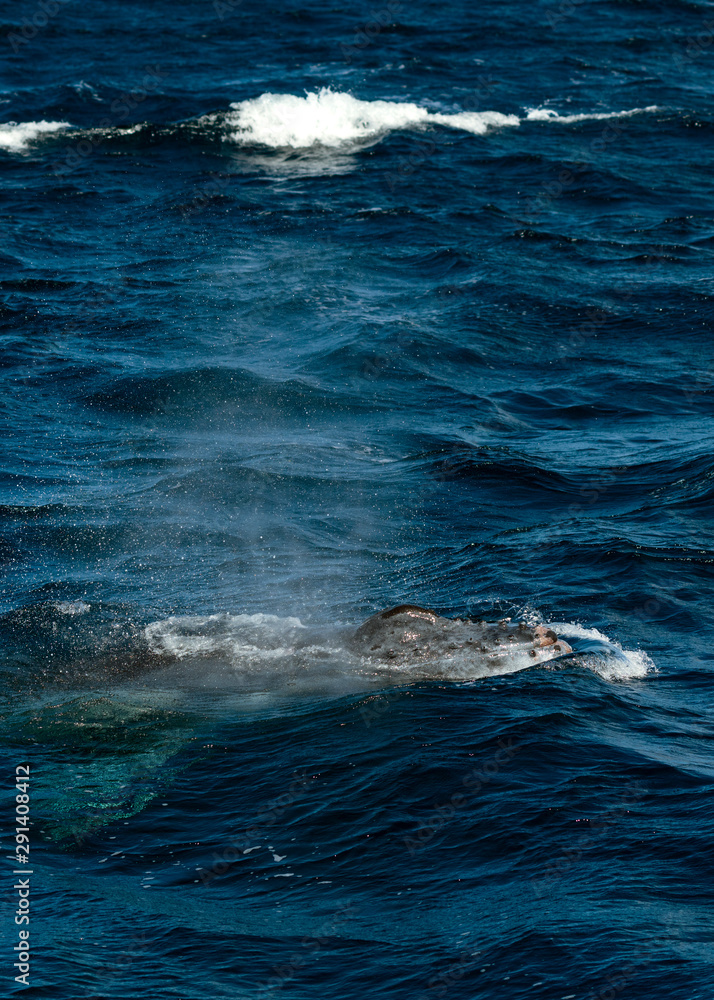 Fototapeta premium Humpback Whale blowing air at the surface in Tonga.