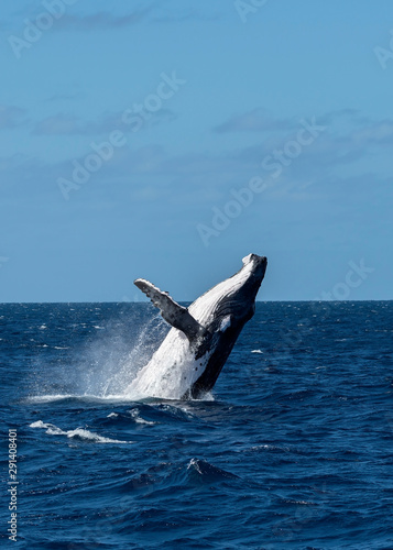 Breaching adult humpback whale male in Tonga. Humpback Whales breach assumed to observe above water, possibly also to communicate.