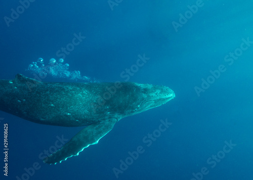 Humpback Whale calf practicing swimming in Tonga