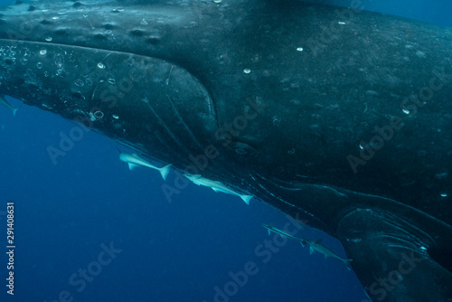 Close-up of Humpback Whale Cow in Tonga