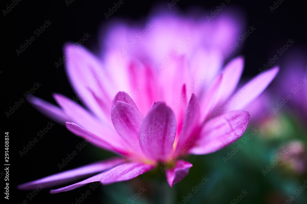 Magenta Floral Magenta Floral