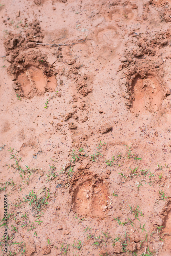 Textures, footprints of animals on the ground Textures, footprints of animals on the ground