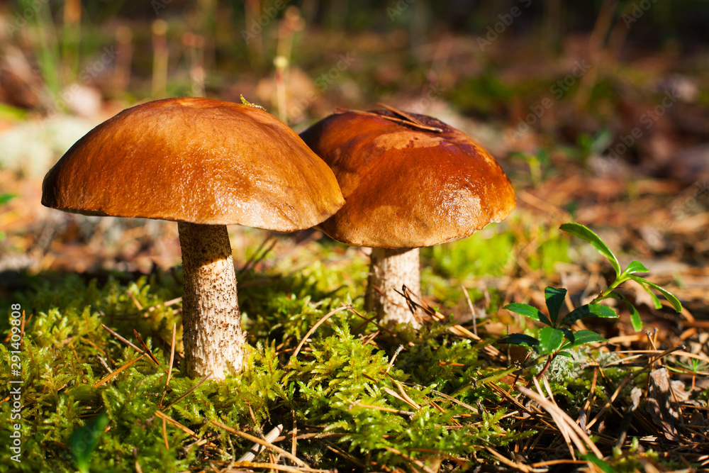 Two beautiful edible mushrooms on green moss background grow in pine forest close up, boletus edulis, brown cap boletus, penny bun, cep, porcino or porcini, white fungus in autumnal pinewood, macro Two beautiful edible mushrooms on green moss background grow in pine forest close up, boletus edulis, brown cap boletus, penny bun, cep, porcino or porcini, white fungus in autumnal pinewood, macro