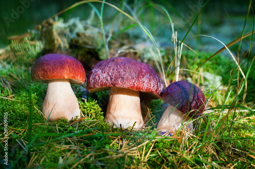 Three beautiful edible mushrooms on green moss background grow in pine forest close up, boletus edulis in group, brown cap boletus, penny bun, cep, porcino or porcini, white fungus, autumn pinewood