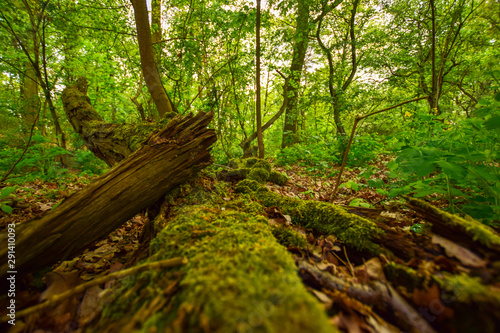 fallen tree in the forest