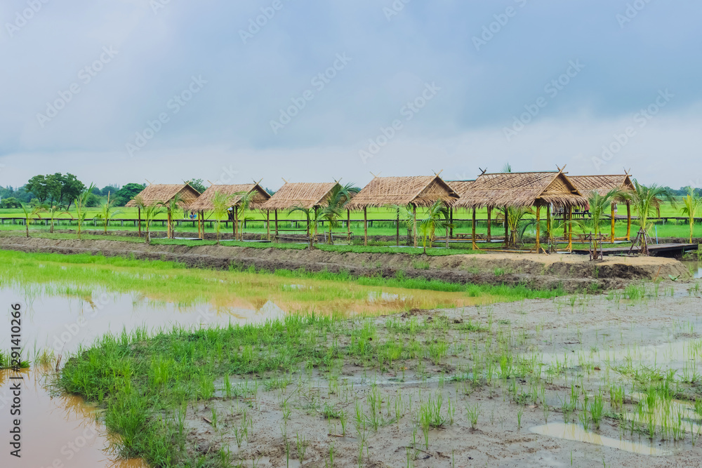 View of many huts in the rice fields that have just been cultivated after the rain stopped View of many huts in the rice fields that have just been cultivated after the rain stopped