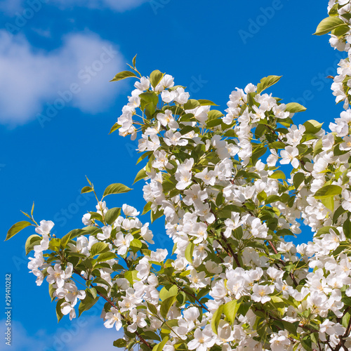 Blooming apple tree against a clear blue sky.