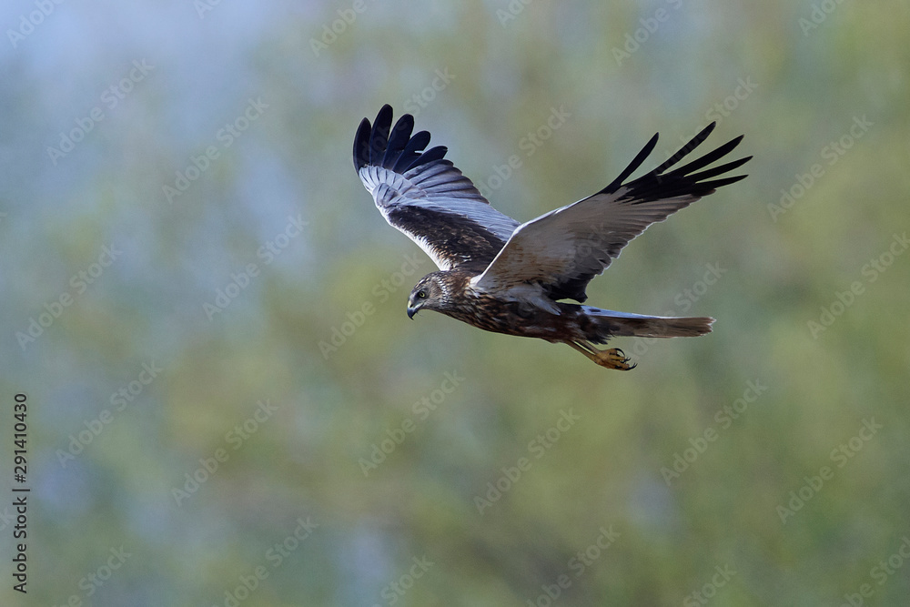 Obraz premium Western marsh harrier (Circus aeruginosus)