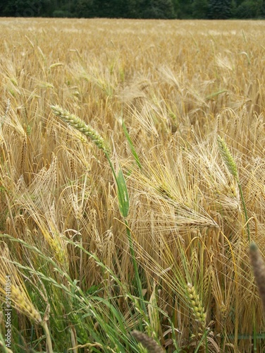 Grain fiels in Germany