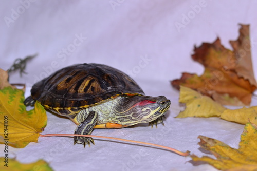 Small to Medium-sized Turtle