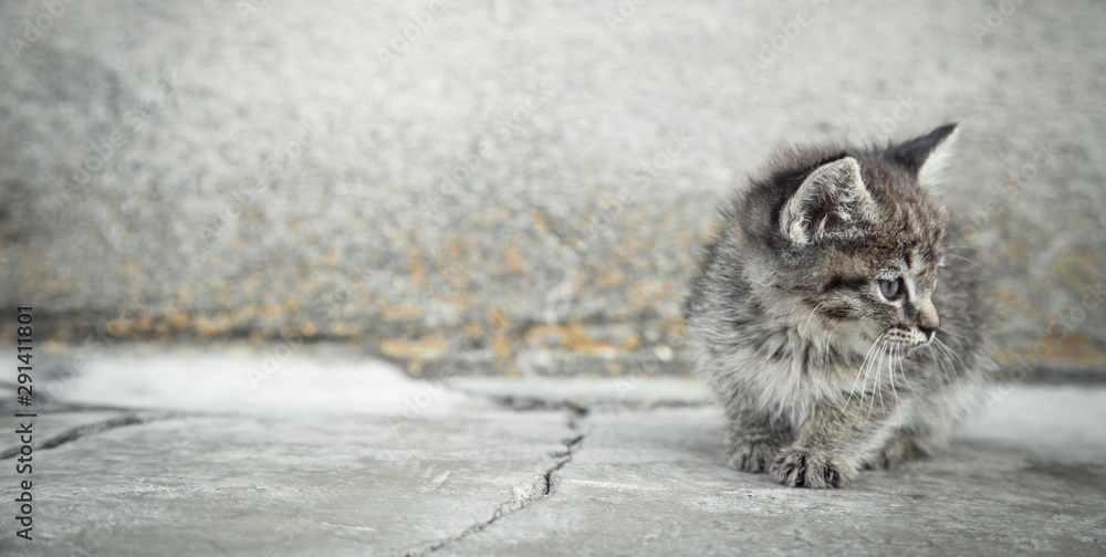 Naklejka premium Portrait of a little kitten in outdoors.