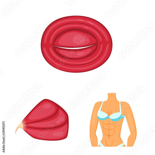 Isolated object of muscle and cells icon. Set of muscle and anatomy stock symbol for web.