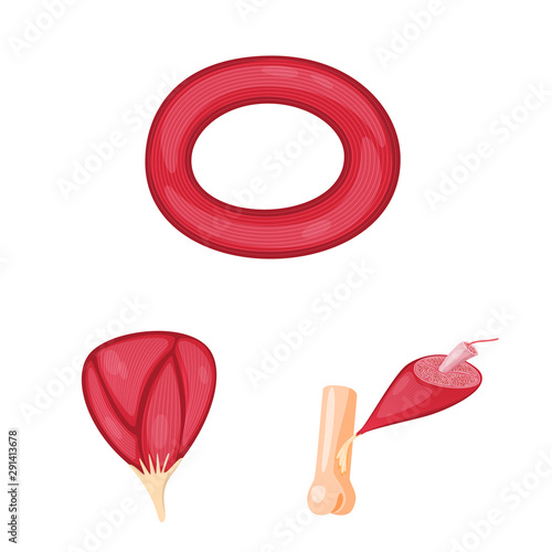 Isolated object of muscle and cells logo. Set of muscle and anatomy vector icon for stock.