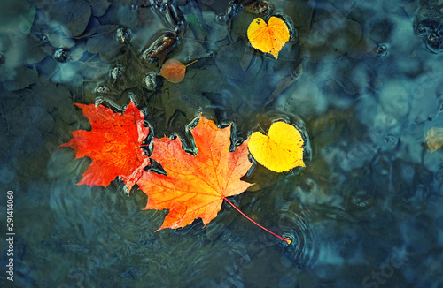 Fototapeta Naklejka Na Ścianę i Meble -  bright maple leaves in a puddle. Beautiful autumn atmosphere image. vivid autumn maple leaves on water backdrop. fall season background concept. shallow depth. close up. soft selective focus