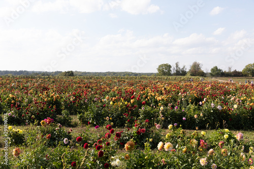 field of colorful flowers
