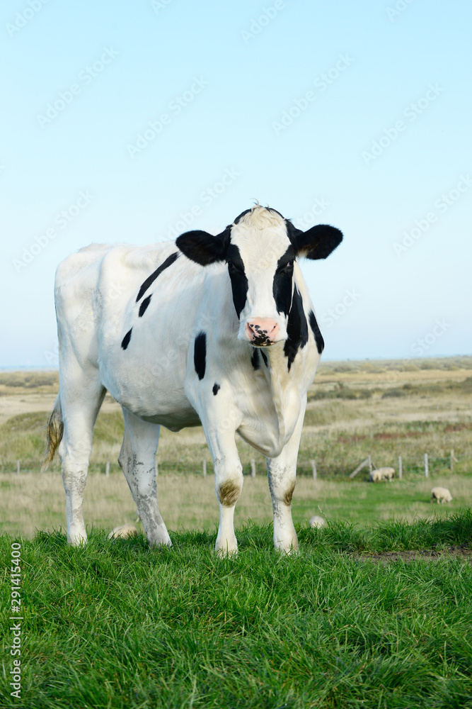 milk cow standing on pasture and looking