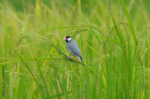 Java Sparrow; Lonchura oryzivora, Beautiful bird in Thailand