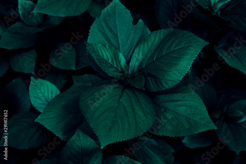 Green leaves pattern background, Natural background and wallpaper © SIRAPOB