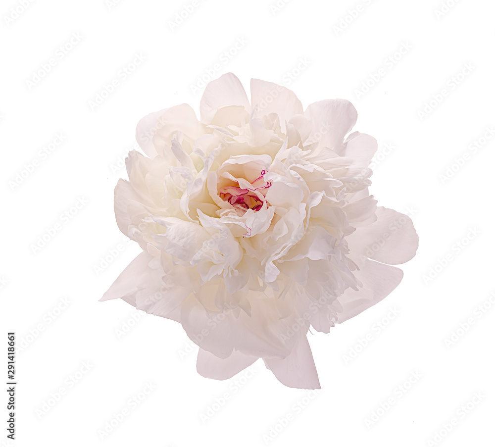 White blooming peony without a background White blooming peony without a background