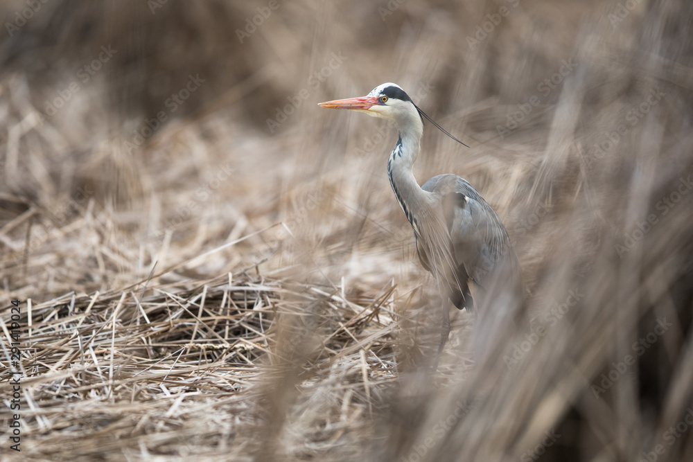 Fototapeta premium Grey Heron (Ardea cinerea) - wildlife in its natural habitat