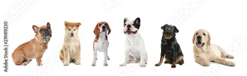 Set of adorable dogs on white background