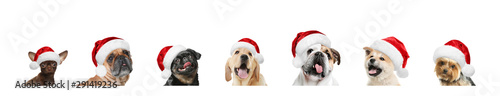 Photography Set of adorable dogs in Santa hats on white background