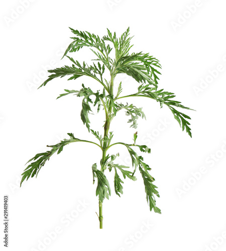 Branch of ragweed plant  Ambrosia genus  on white background. Seasonal allergy