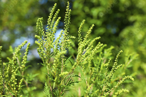 Blooming ragweed plant (Ambrosia genus) outdoors on sunny day, closeup. Seasonal allergy photo