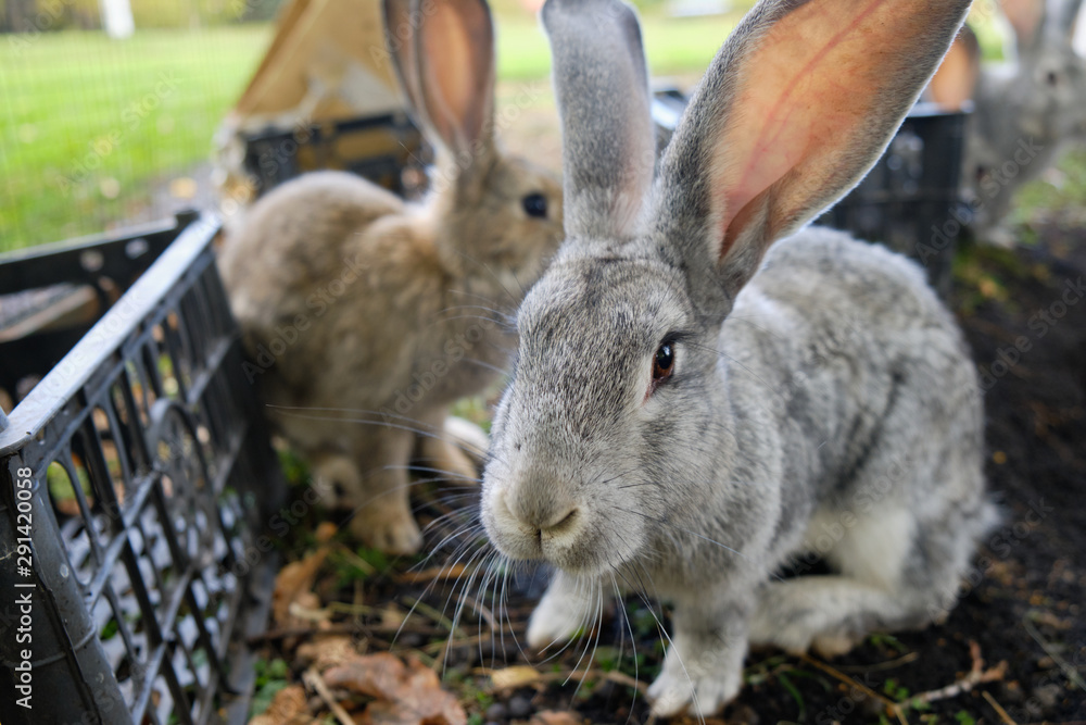 Fototapeta premium Two rabbits of different breeds, sitting next to the basket