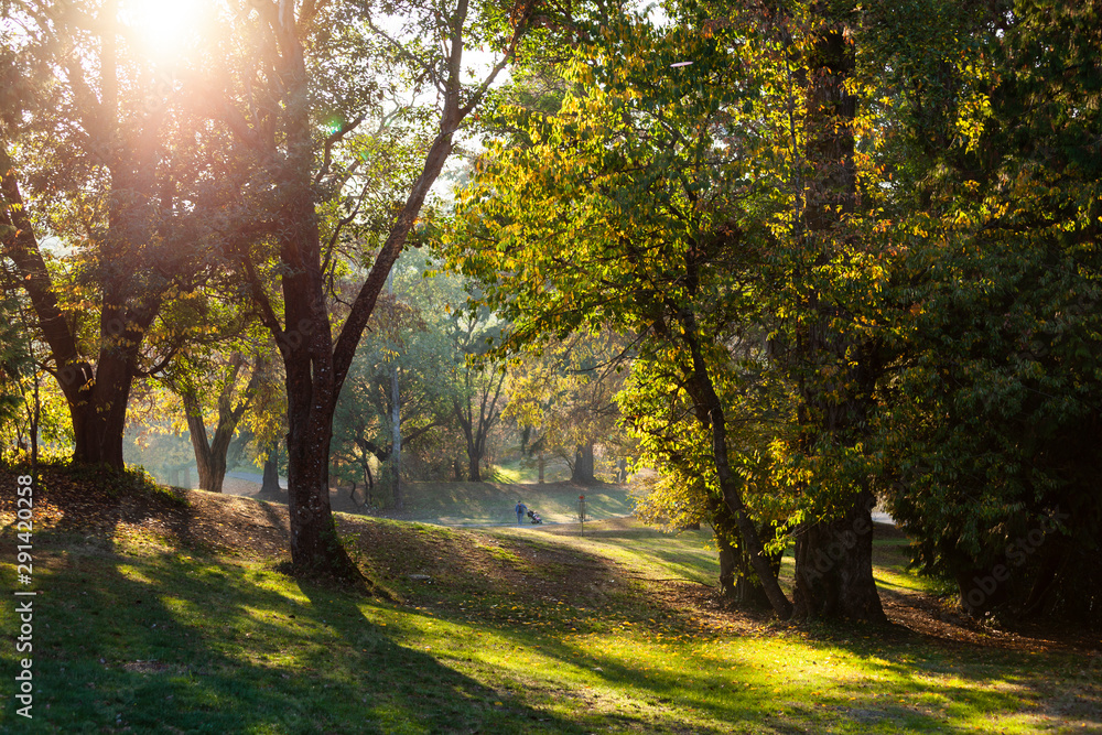 Naklejka premium road in the forest