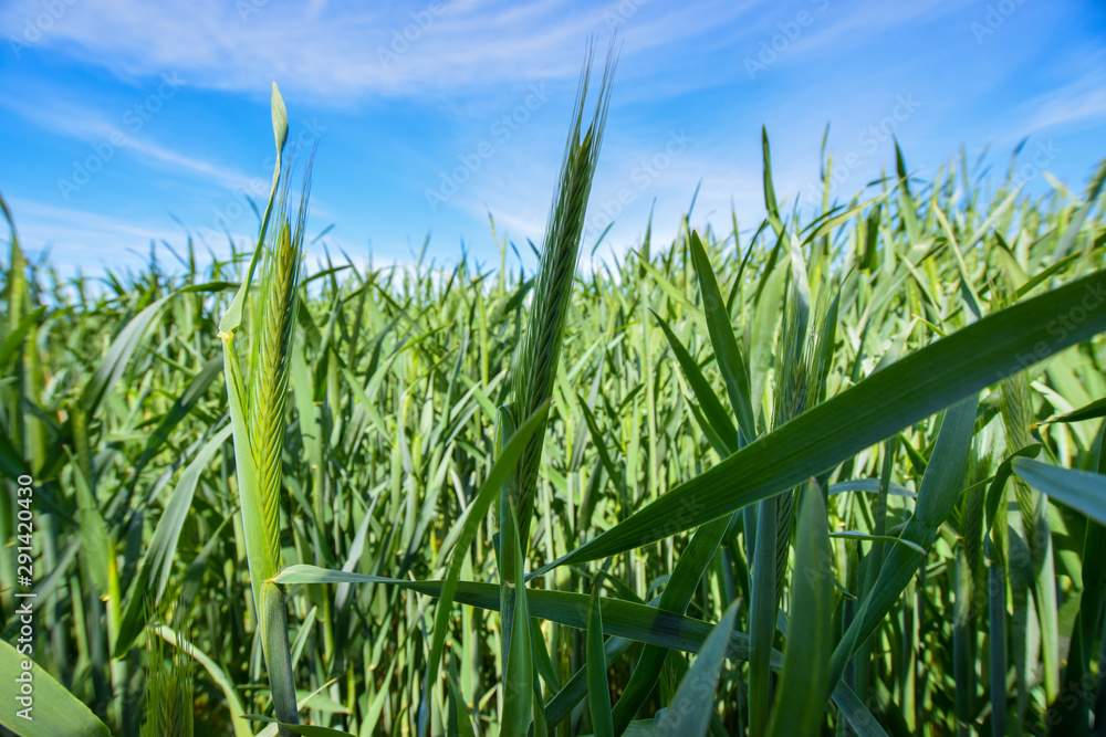 field during summer field during summer
