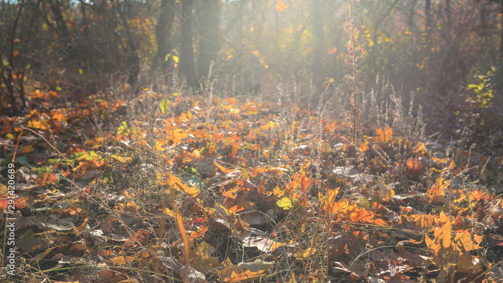 beautiful closeup autumn forest glade with dry leaves in the light of evening sun