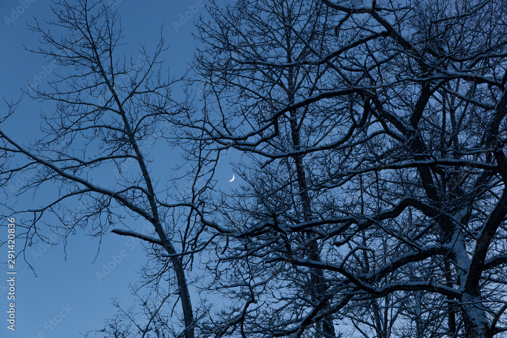 Trees with Moon Trees with Moon