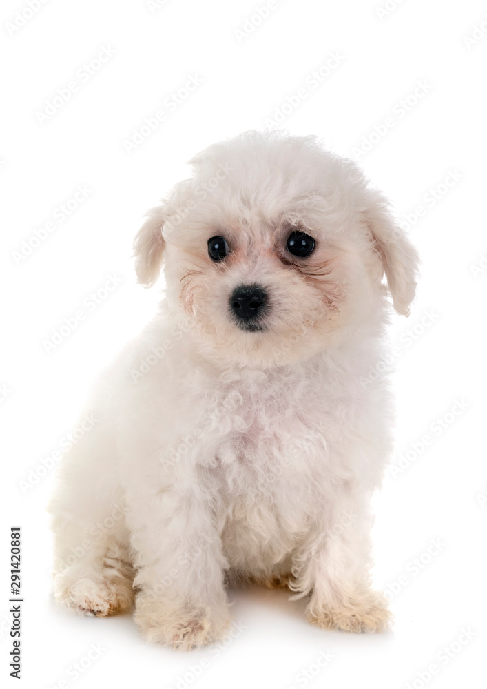 Bichon Frise in studio Bichon Frise in studio