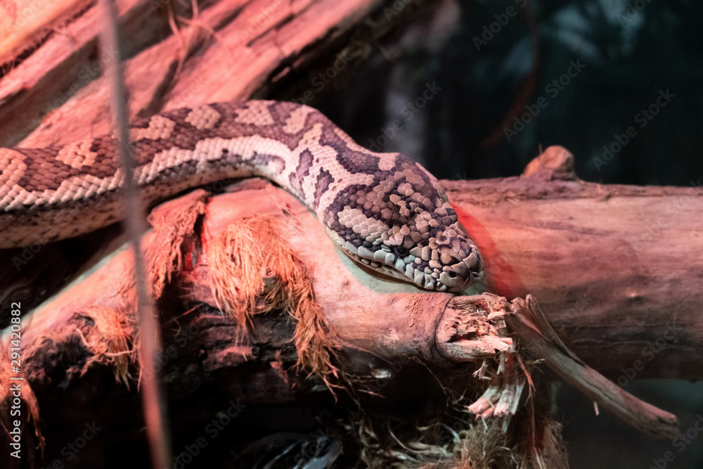 Foto de Morelia spilota variegata. Photo of reticulated python head in ...