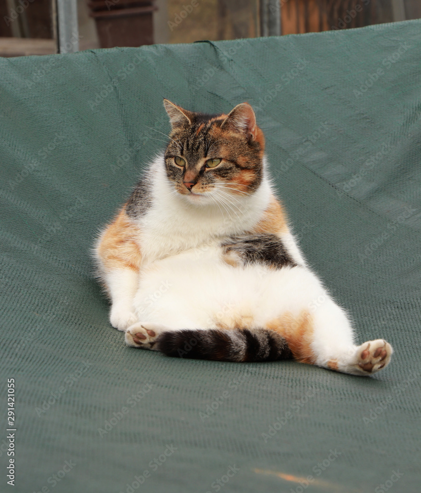 Domesticated kitten sits on tarpaulin as man on chair. Hairy tail between  legs. Bored animal face. Sad felis catus domesticus with tail drawn,  looking into the garden. Stock Photo | Adobe Stock