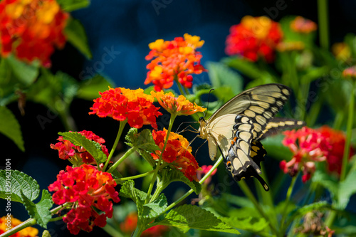 Close up shot of Papilio machaon eating on a flower photo
