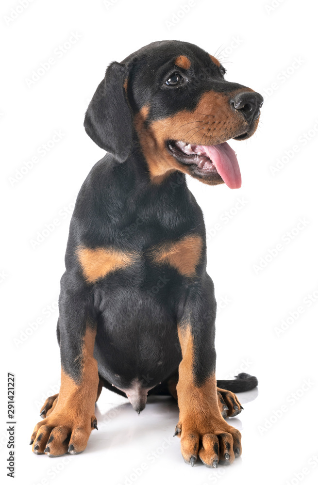  puppy Doberman Pinscher