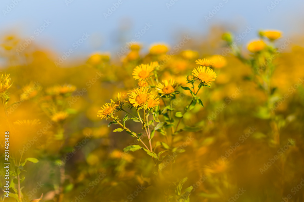 Obraz premium closeup yellow wild prairie flowers at the bright day, nice natural outdoor autumn background