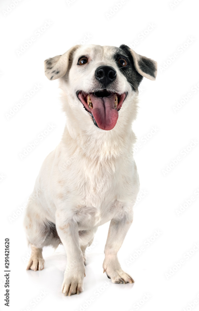 jack russel terrier