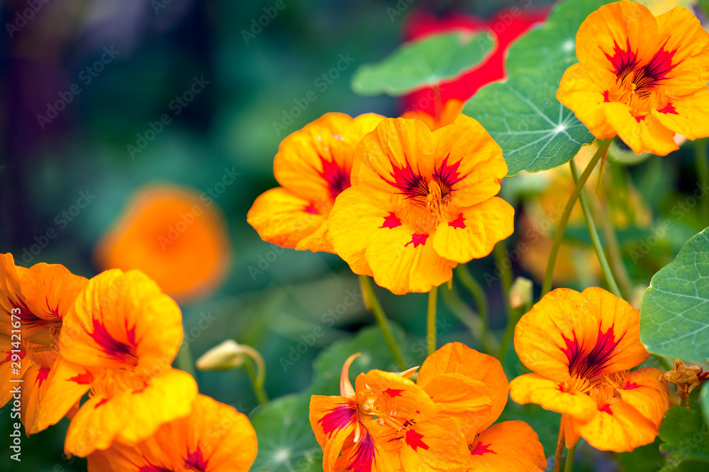 Fototapeta premium Orange flowers