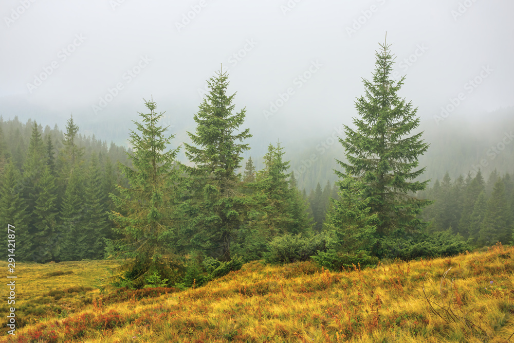 mountain slope with dry grass and fir forest in a blue mist, natural landscape