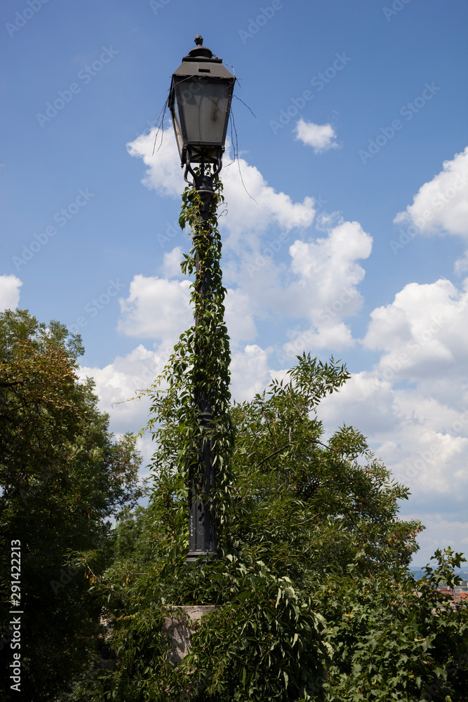 Light Pole with Vines