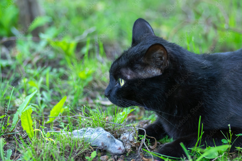 Proud black cat hunter, dead mouse in the grass, happy dark beast Proud black cat hunter, dead mouse in the grass, happy dark beast